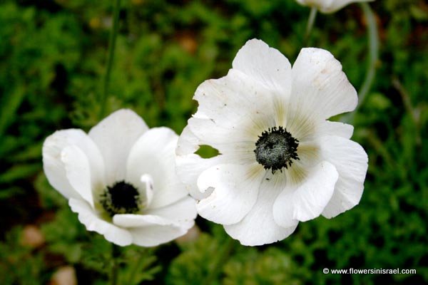 Flowers in Israel: Crown anemone